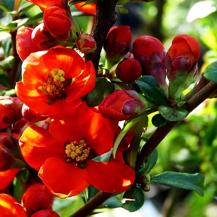 Zierquitte 'Crimson and Gold' (Chaenomeles x sup.)