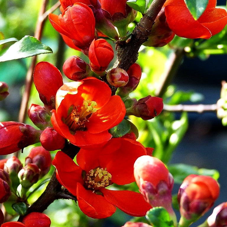 Zierquitte 'Crimson and Gold' (Chaenomeles x sup.)