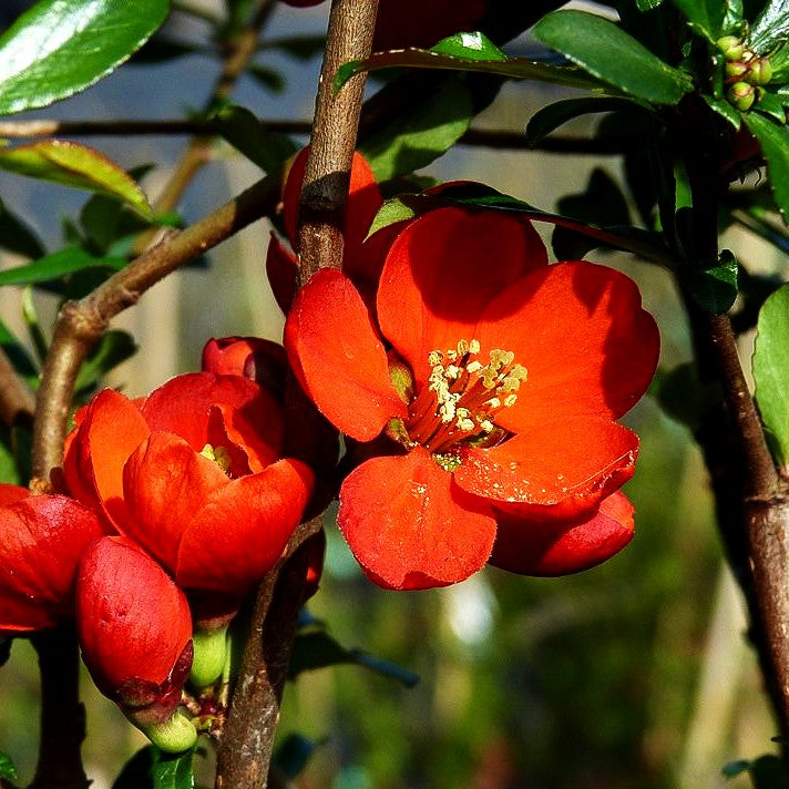 Zierquitte 'Crimson and Gold' (Chaenomeles x sup.)