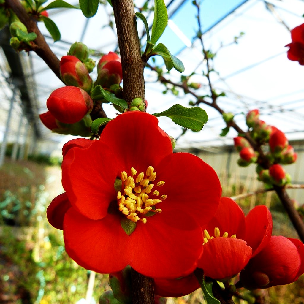 Zierquitte 'Crimson and Gold' (Chaenomeles x sup.)