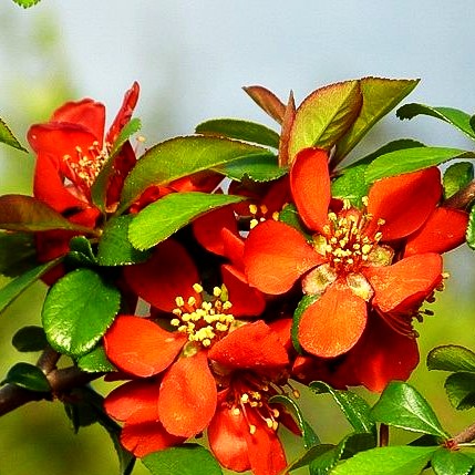 Zierquitte 'Crimson and Gold' (Chaenomeles x sup.)