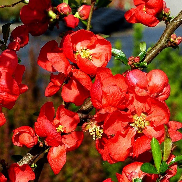 Zierquitte 'Friesdorfer Typ 18' (Chaenomeles x sup.)