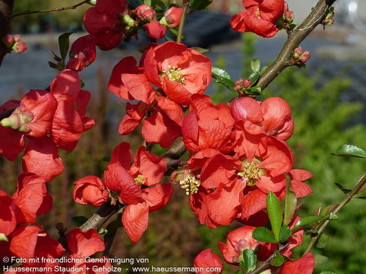 Zierquitte 'Friesdorfer Typ 18' (Chaenomeles x sup.)
