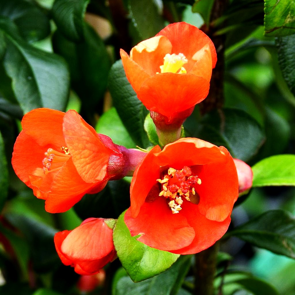 Zierquitte 'Friesdorfer Typ 18' (Chaenomeles x sup.)