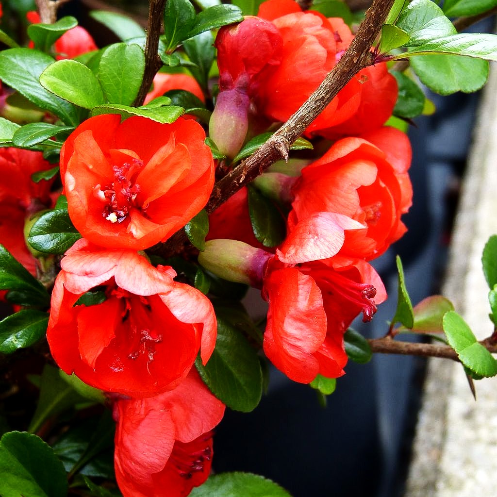 Zierquitte 'Friesdorfer Typ 18' (Chaenomeles x sup.)