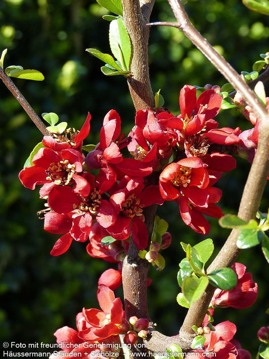 Zierquitte 'Hot Fire' (Chaenomeles speciosa)