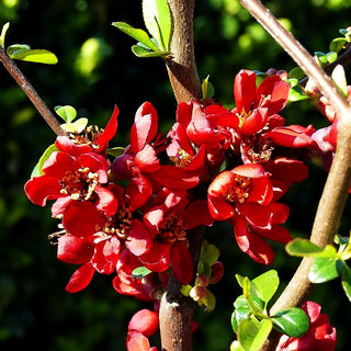 Zierquitte 'Hot Fire' (Chaenomeles speciosa)