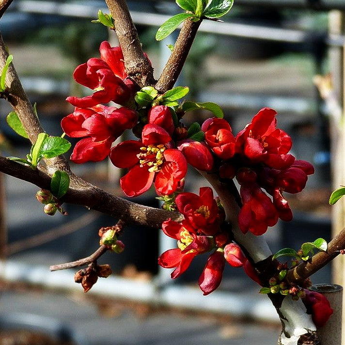 Zierquitte 'Hot Fire' (Chaenomeles speciosa)