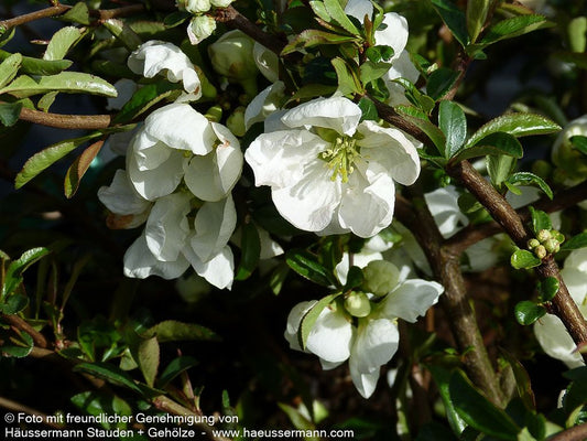 Zierquitte 'Jet Trail' (Chaenomeles x sup.)