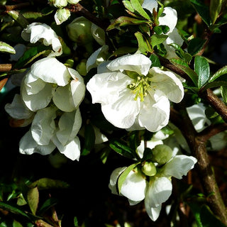 Zierquitte 'Jet Trail' (Chaenomeles x sup.)