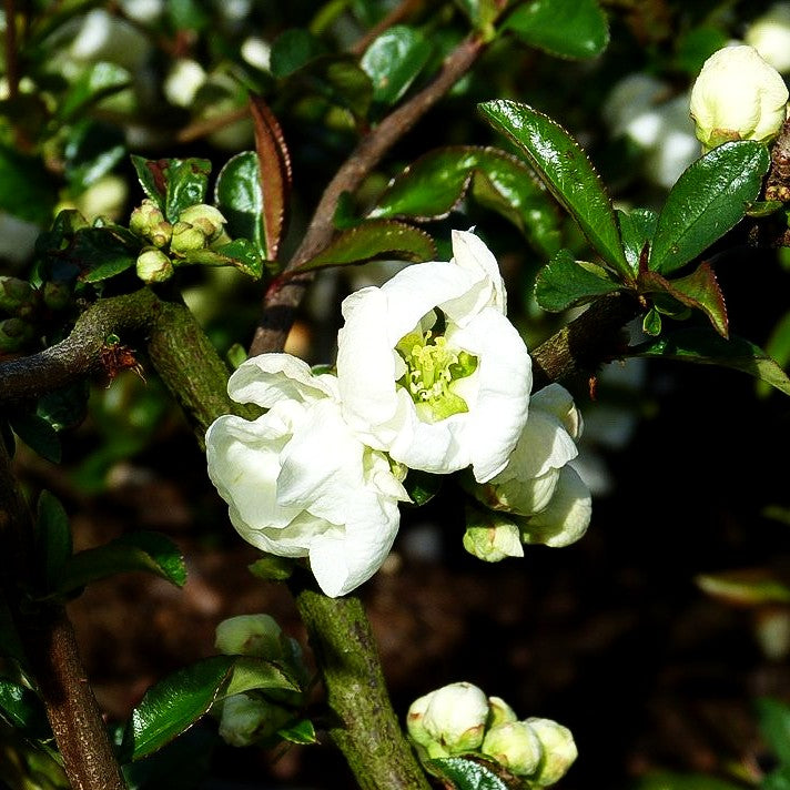 Zierquitte 'Jet Trail' (Chaenomeles x sup.)