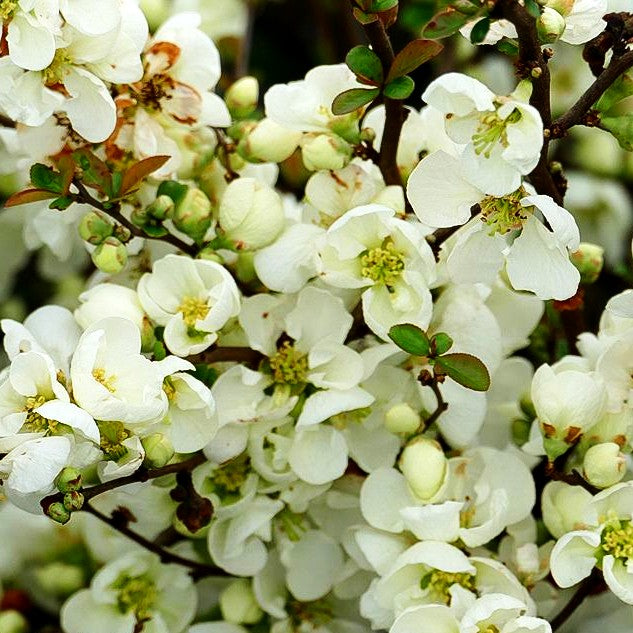 Zierquitte 'Jet Trail' (Chaenomeles x sup.)