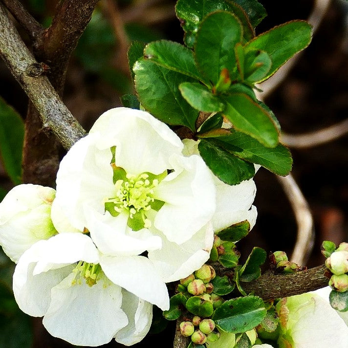 Zierquitte 'Jet Trail' (Chaenomeles x sup.)