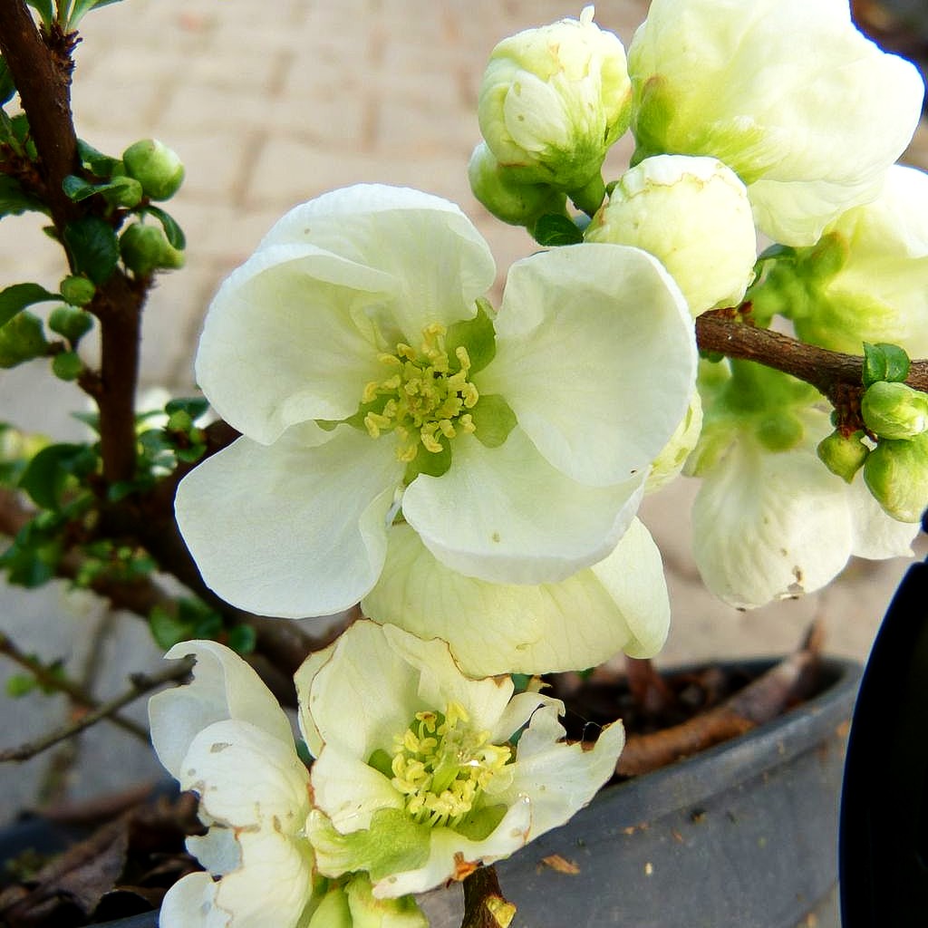 Zierquitte 'Jet Trail' (Chaenomeles x sup.)