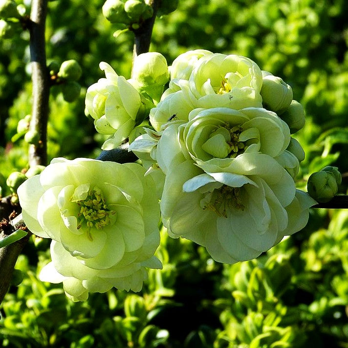 Zierquitte 'Kinshiden' (Chaenomeles speciosa)