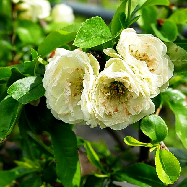 Zierquitte 'Kinshiden' (Chaenomeles speciosa)