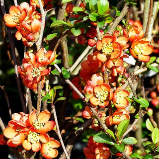 Zierquitte 'Nicoline' (Chaenomeles x sup.)