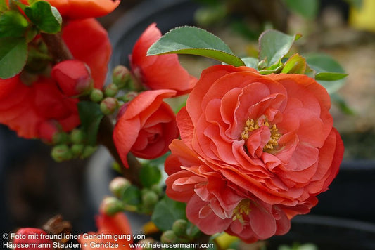 Zierquitte 'Orange Storm' (Chaenomeles speciosa)