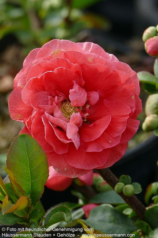 Zierquitte 'Pink Storm' (Chaenomeles speciosa)
