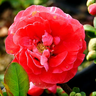 Zierquitte 'Pink Storm' (Chaenomeles speciosa)
