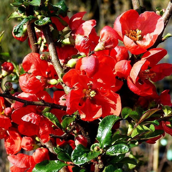 Zierquitte 'Texas Scarlet' (Chaenomeles x sup.)