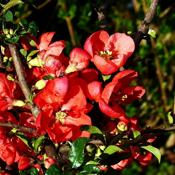 Zierquitte 'Texas Scarlet' (Chaenomeles x sup.)