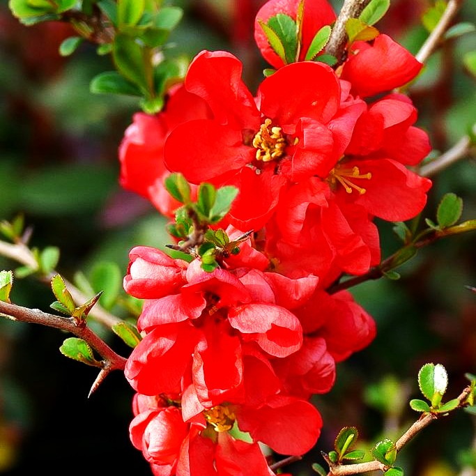 Zierquitte 'Texas Scarlet' (Chaenomeles x sup.)