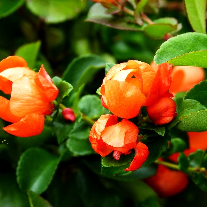 Zierquitte 'Texas Scarlet' (Chaenomeles x sup.)