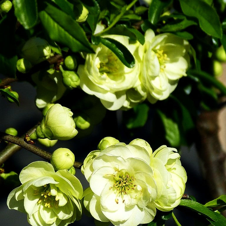 Zierquitte 'Yukigoten' (Chaenomeles speciosa)