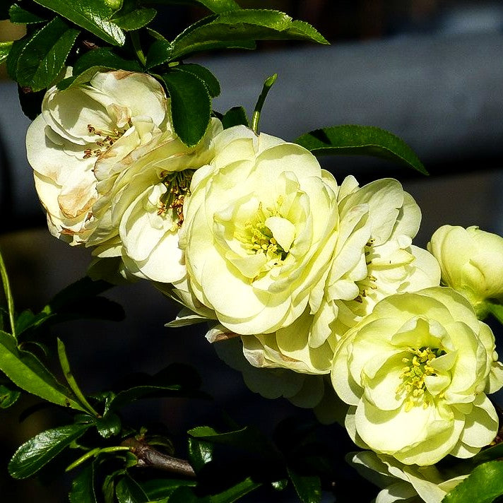 Zierquitte 'Yukigoten' (Chaenomeles speciosa)