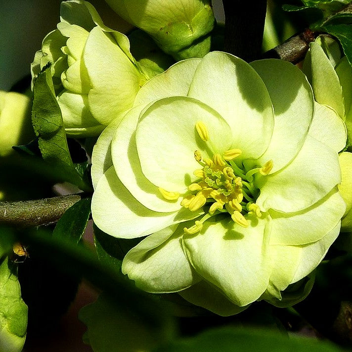 Zierquitte 'Yukigoten' (Chaenomeles speciosa)