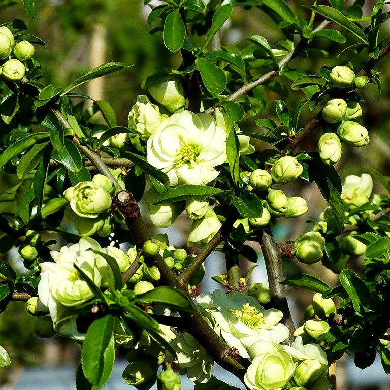 Zierquitte 'Yukigoten' (Chaenomeles speciosa)