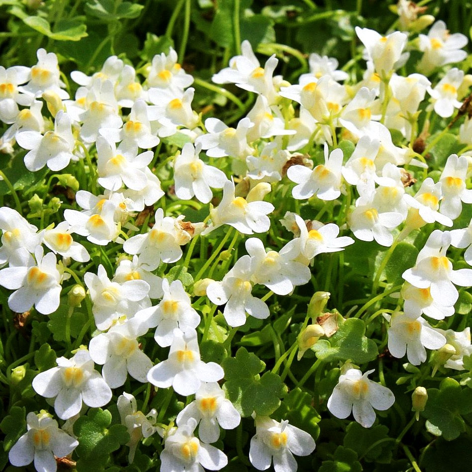 Zimbelkraut 'Albiflora' (Cymbalaria pallida)
