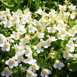 Zimbelkraut 'Albiflora' (Cymbalaria pallida)