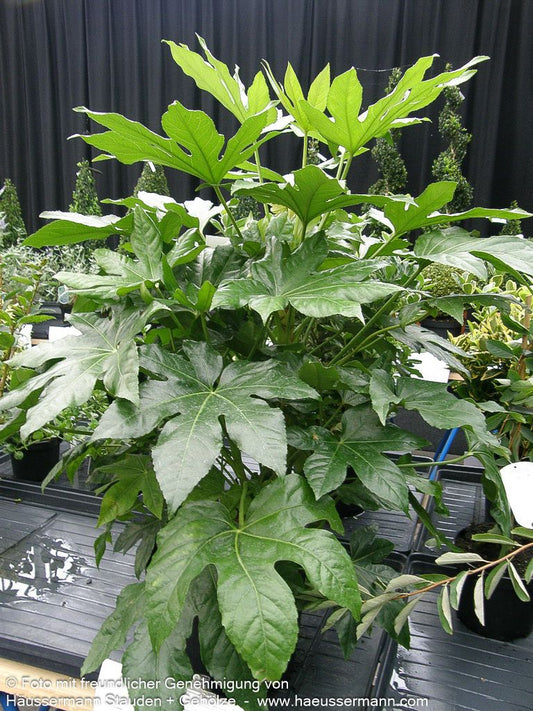 Zimmeraralie (Fatsia japonica)