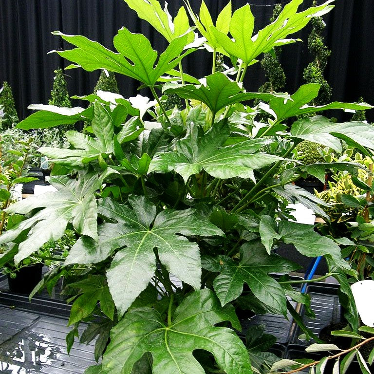 Zimmeraralie (Fatsia japonica)