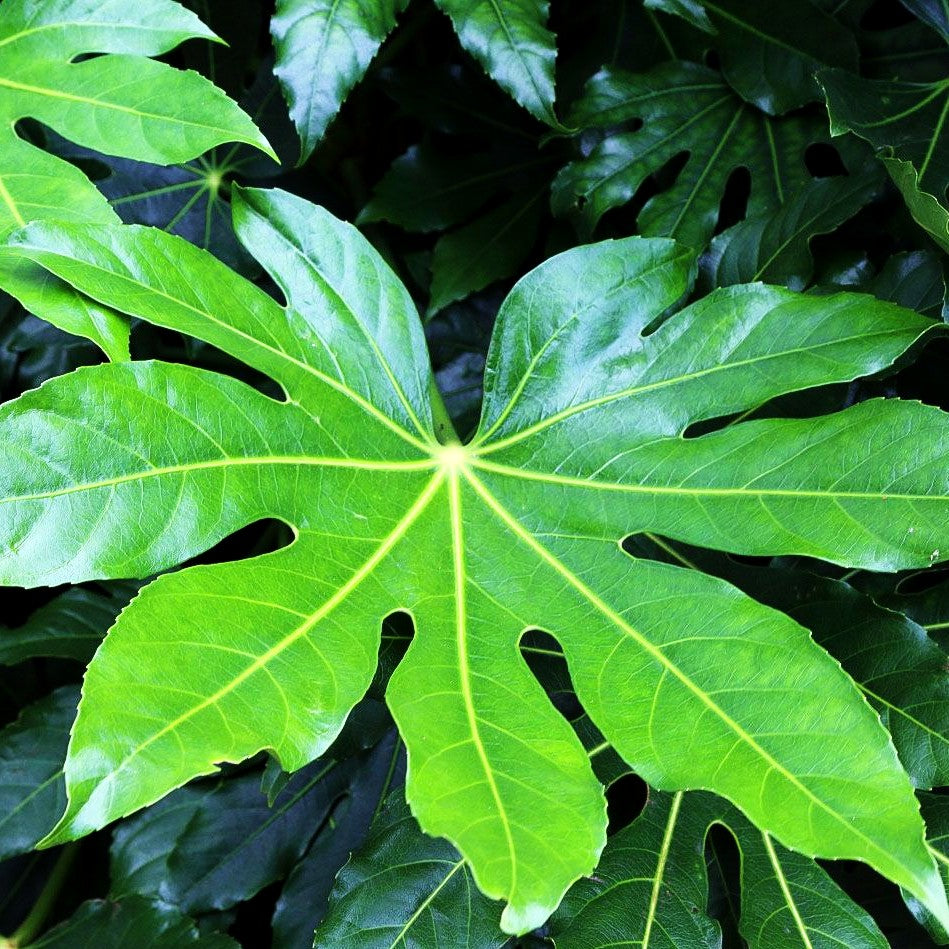 Zimmeraralie (Fatsia japonica)