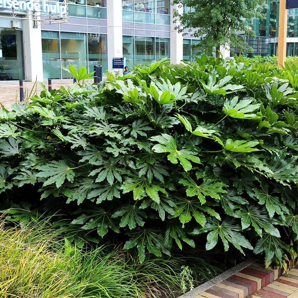 Zimmeraralie (Fatsia japonica)