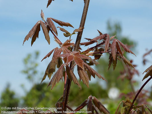 Zimt-Ahorn (Acer griseum)