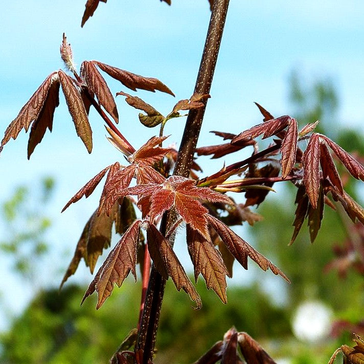 Zimt-Ahorn (Acer griseum)