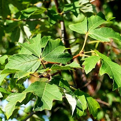 Zimt-Ahorn (Acer griseum)