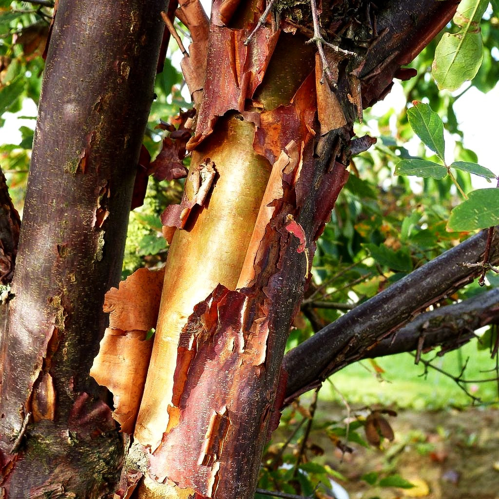 Zimt-Ahorn (Acer griseum)