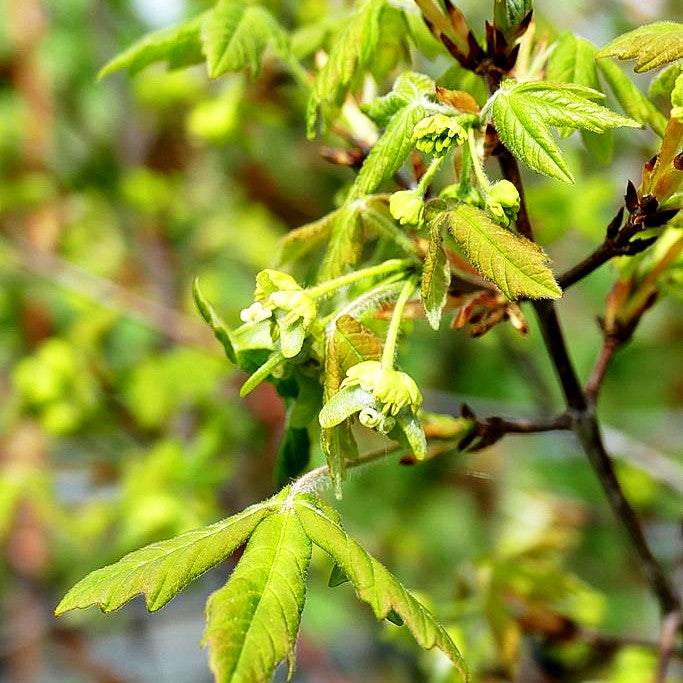 Zimt-Ahorn (Acer griseum)