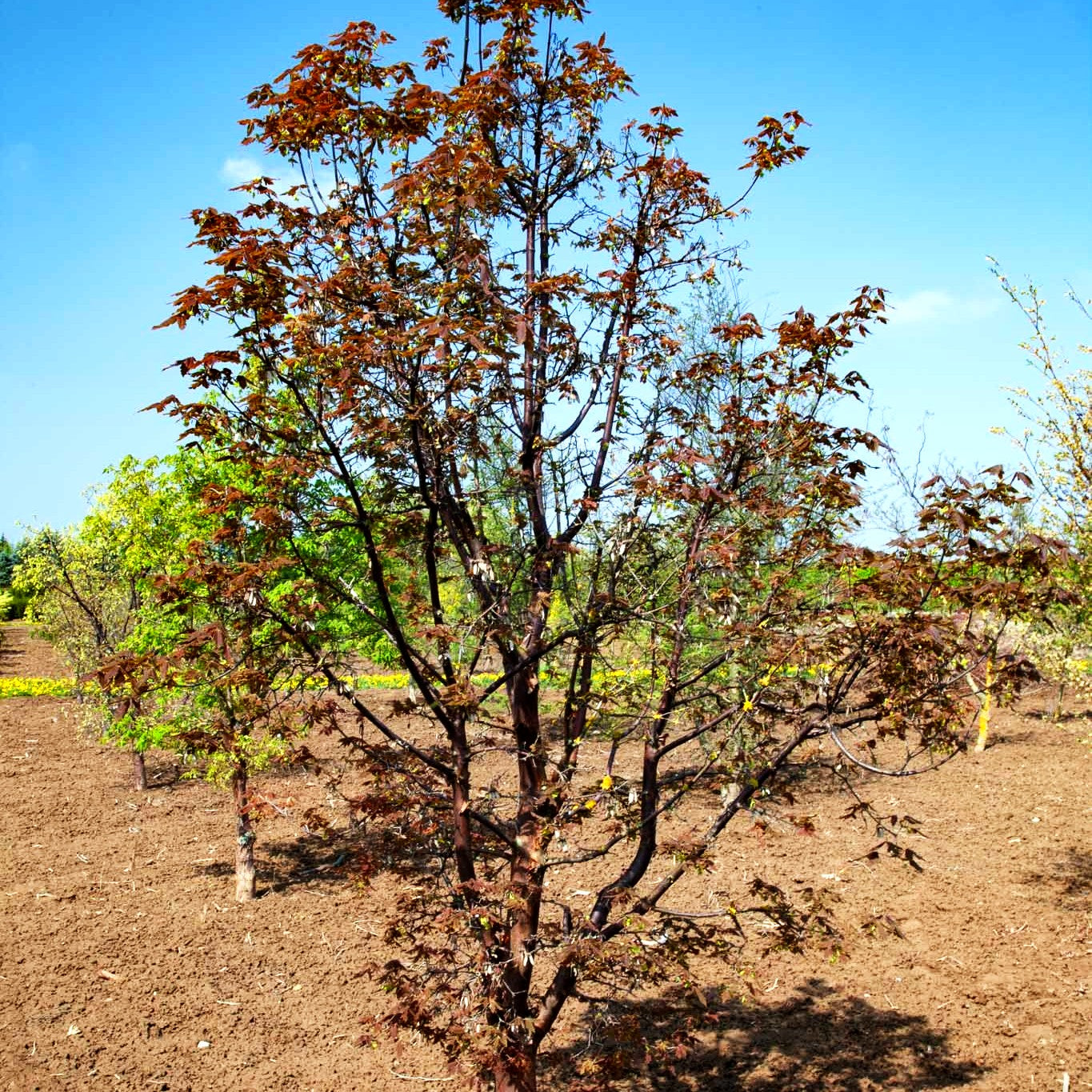 Zimt-Ahorn (Acer griseum)