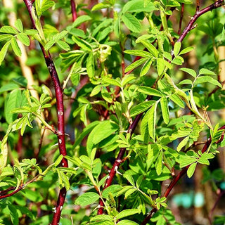 Zimt-Rose (Rosa majalis)