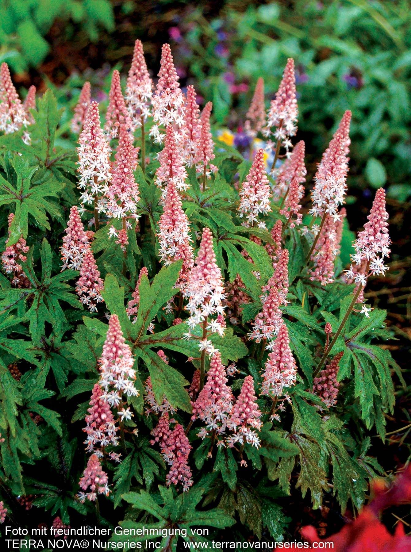 Zipfelblättrige Schaumblüte 'Pink Skyrocket' (Tiarella laciniata)