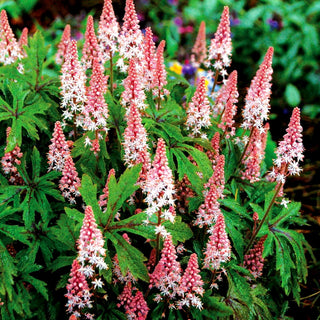 Zipfelblättrige Schaumblüte 'Pink Skyrocket' (Tiarella laciniata)