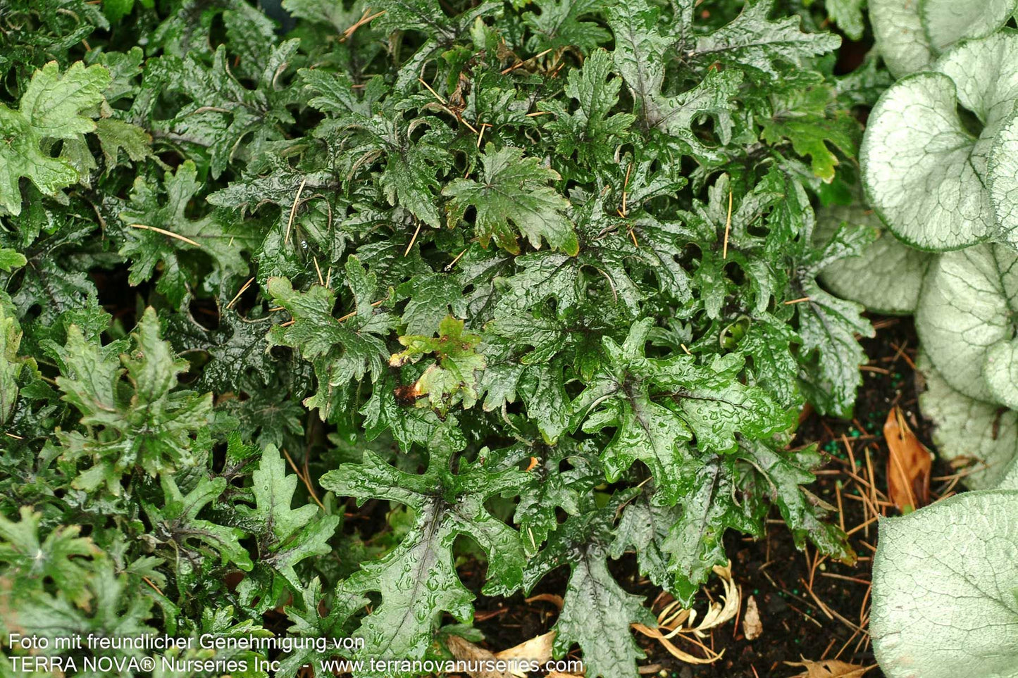 Zipfelblättrige Schaumblüte 'Pink Skyrocket' (Tiarella laciniata)