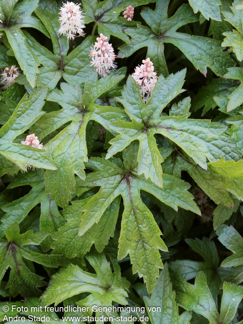 Zipfelblättrige Schaumblüte 'Pink Skyrocket' (Tiarella laciniata)
