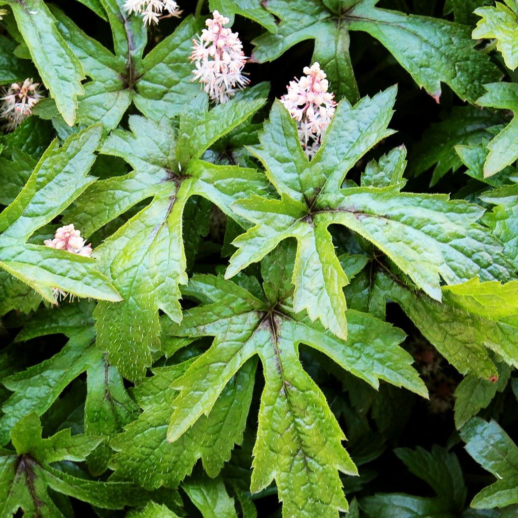 Zipfelblättrige Schaumblüte 'Pink Skyrocket' (Tiarella laciniata)